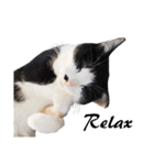 Black and White Cat Cat Cat（個別スタンプ：28）
