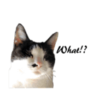 Black and White Cat Cat Cat（個別スタンプ：29）