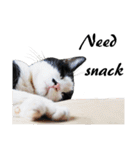 Black and White Cat Cat Cat（個別スタンプ：32）