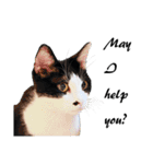Black and White Cat Cat Cat（個別スタンプ：34）