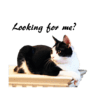 Black and White Cat Cat Cat（個別スタンプ：35）