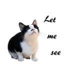 Black and White Cat Cat Cat（個別スタンプ：36）