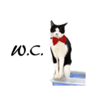 Black and White Cat Cat Cat（個別スタンプ：37）