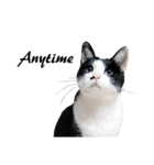 Black and White Cat Cat Cat（個別スタンプ：38）