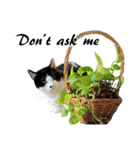 Black and White Cat Cat Cat（個別スタンプ：39）