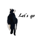 Black and White Cat Cat Cat（個別スタンプ：40）