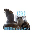 猫サマ＆犬コロ（個別スタンプ：1）
