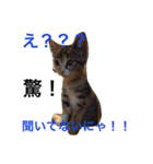 猫サマ＆犬コロ（個別スタンプ：3）