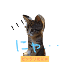 猫サマ＆犬コロ（個別スタンプ：5）
