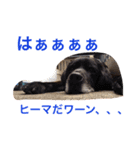 猫サマ＆犬コロ（個別スタンプ：8）