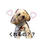 猫サマ＆犬コロ（個別スタンプ：9）