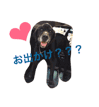 猫サマ＆犬コロ（個別スタンプ：10）