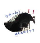猫サマ＆犬コロ（個別スタンプ：11）