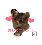 猫サマ＆犬コロ（個別スタンプ：13）
