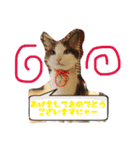 猫サマ＆犬コロ（個別スタンプ：14）