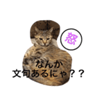 猫サマ＆犬コロ（個別スタンプ：15）