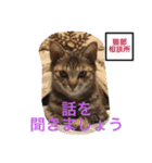 猫サマ＆犬コロ（個別スタンプ：16）