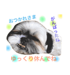 めろんさんとゆかいな仲間（個別スタンプ：6）
