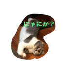 バニラんのスタンプ（個別スタンプ：1）