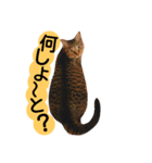 猫舌にゃんずニャン友達1（個別スタンプ：1）