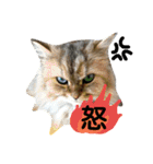 猫舌にゃんずニャン友達1（個別スタンプ：2）