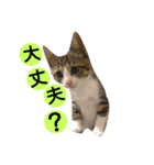 猫舌にゃんずニャン友達1（個別スタンプ：3）