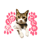 猫舌にゃんずニャン友達1（個別スタンプ：5）