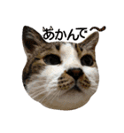 猫舌にゃんずニャン友達1（個別スタンプ：7）