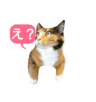 猫舌にゃんずニャン友達1（個別スタンプ：9）