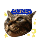 猫舌にゃんずニャン友達1（個別スタンプ：12）