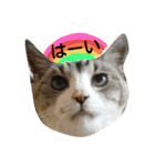 猫舌にゃんずニャン友達1（個別スタンプ：13）