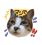 猫舌にゃんずニャン友達1（個別スタンプ：14）