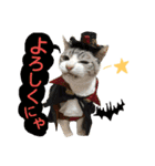 猫舌にゃんずニャン友達1（個別スタンプ：15）