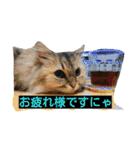 猫舌にゃんずニャン友達1（個別スタンプ：17）