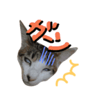 猫舌にゃんずニャン友達1（個別スタンプ：20）