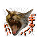 猫舌にゃんずニャン友達1（個別スタンプ：23）