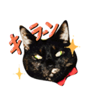 猫舌にゃんずニャン友達1（個別スタンプ：25）