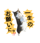 猫舌にゃんずニャン友達1（個別スタンプ：26）