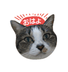 猫舌にゃんずニャン友達1（個別スタンプ：27）