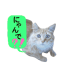 猫舌にゃんずニャン友達1（個別スタンプ：29）