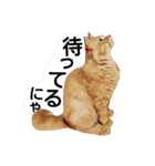 猫舌にゃんずニャン友達1（個別スタンプ：30）