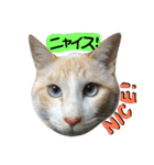 猫舌にゃんずニャン友達1（個別スタンプ：33）