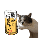 猫舌にゃんずニャン友達1（個別スタンプ：34）