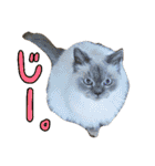 猫舌にゃんずニャン友達1（個別スタンプ：35）
