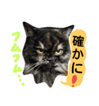 猫舌にゃんずニャン友達1（個別スタンプ：36）