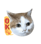 猫舌にゃんずニャン友達1（個別スタンプ：37）