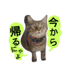 猫舌にゃんずニャン友達1（個別スタンプ：38）
