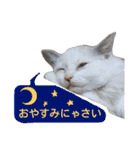 猫舌にゃんずニャン友達1（個別スタンプ：39）