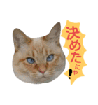 猫舌にゃんずニャン友達1（個別スタンプ：40）
