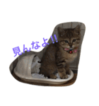 ちゅら猫スタンプ（個別スタンプ：2）